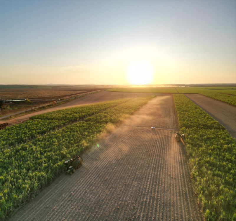 Campo de cana-de-açúcar
